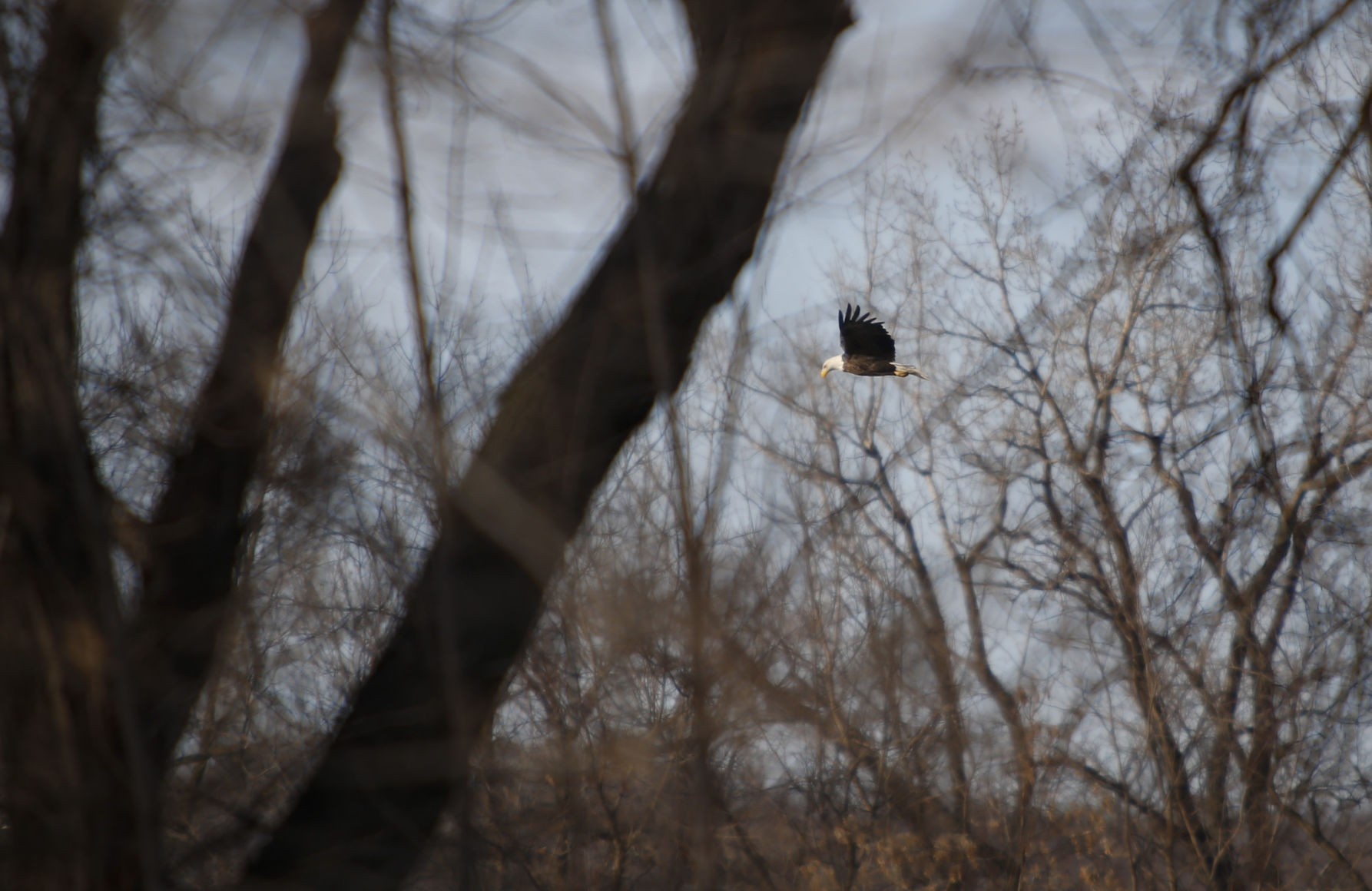 Eagle